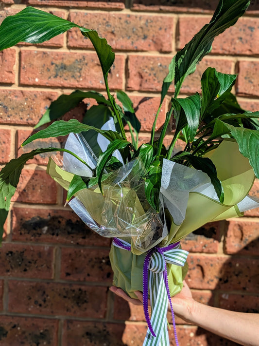 Gift wrapped Peace Lily